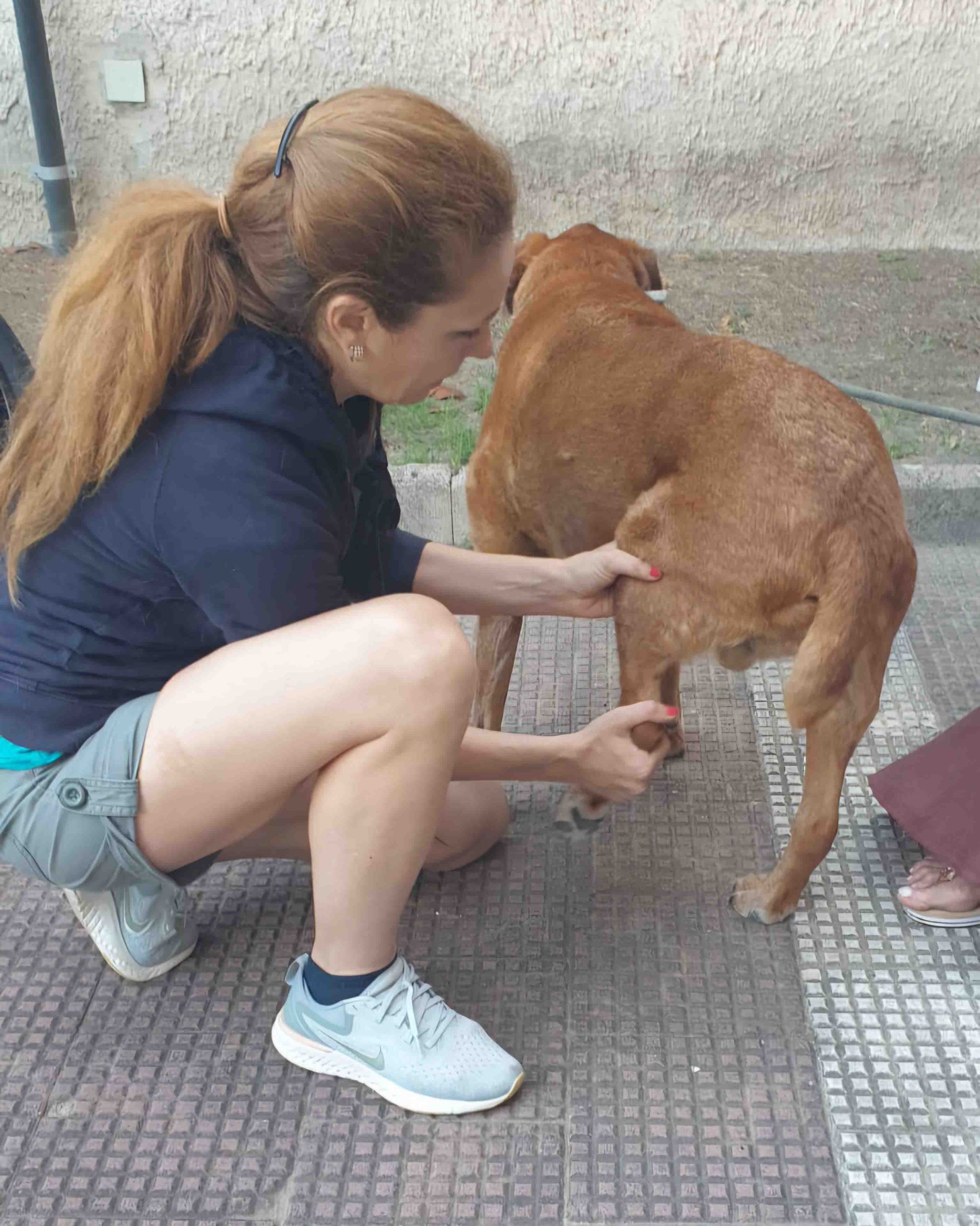 disturbi articolari del cane