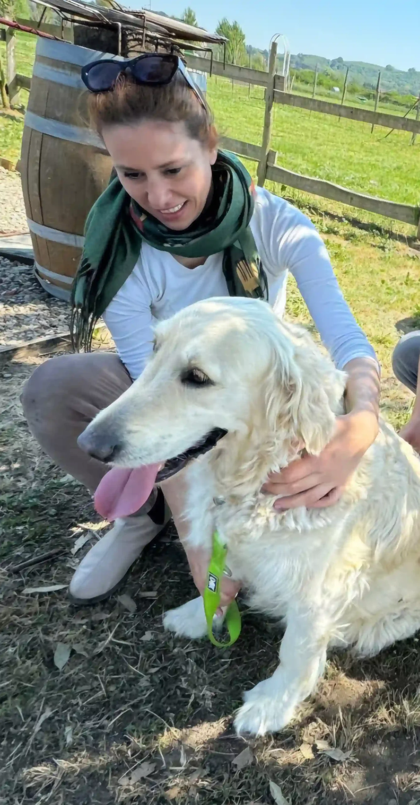 osteopata stress cani roma