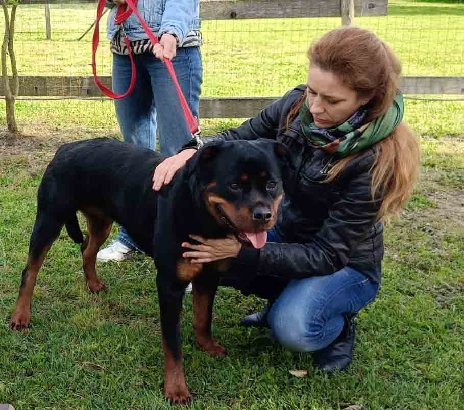 rimedi artrosi del cane roma